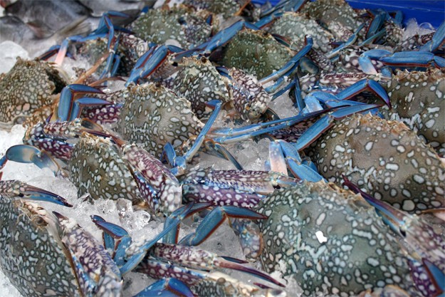 Blue crabs in Phi Phi