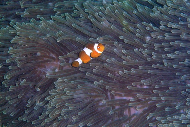 Nemo clownfish in Koh Phi Phi